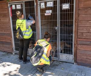 Rekord łódzkiego schroniska! Wiele zwierzaków znalazło nowy dom. Tak dobrze jeszcze nie było