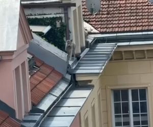 Niezwykła akcja strażaków na Nowym Świecie. Pies hasał po dachu kamienicy