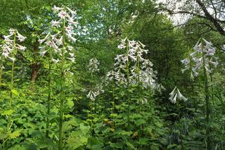 Lilia himalajska - Cardiocrinum giganteum - jak uprawiać tę olbrzymią roślinę w ogrodzie?