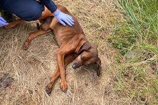 Policjanci z Goleniowa uratowali porzuconego psa