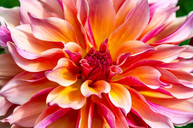 Dalia
