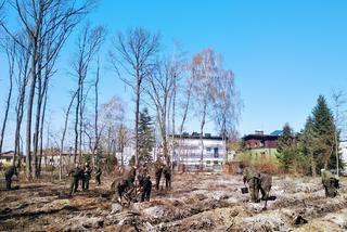 Katowice: Leśnicy sadzą na Muchowcu nowe drzewa [ZDJĘCIA, AUDIO]