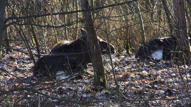 Co tam się stało? Łosie w mieście rozgościły się na dobre!