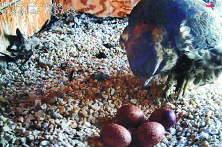 ORLEN nie tylko dla orłów