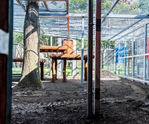 Tak wygląda nowa lwiarnia w Zoo Wrocław. Już niedługo zamieszkają tam aż trzy nowe lwy [ZDJĘCIA]