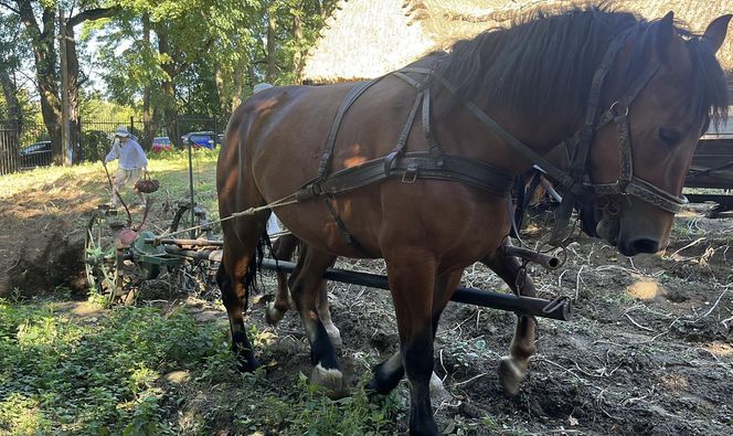 Tradycyjne wykopki w Muzeum Wsi Lubelskiej. Tak kiedyś zbierano ziemniaki