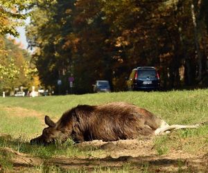 Na drodze słynnej z wypadków z udziałem łosi będzie nowy odcinkowy pomiar prędkości