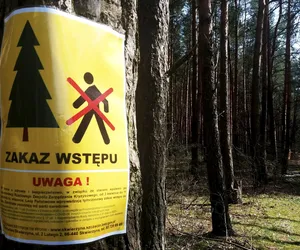 Zakaz wstępu do lasu. To nie przez pandemię. Leśnicy alarmują