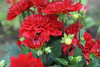 Cerwone kwiaty do ogrodu: dalie