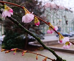 W grudniu w Szczecinie kwitną drzewa