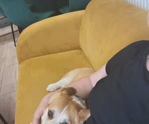 Pierwsza w Polsce kawiarnia z psami Corgi