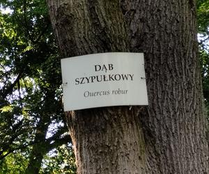 Pomniki przyrody w Parku Strzeleckim w Tarnowie