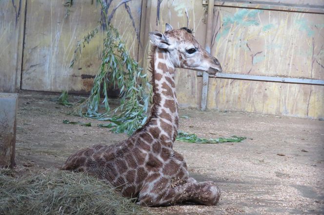 Żyrafka w zamojskim zoo