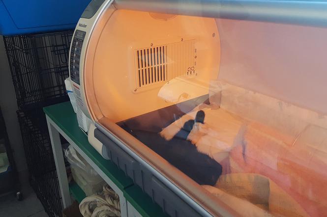 Inkubator dla małych zwierząt w sosnowieckim schronisku