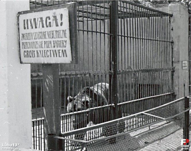 Zoo w Zamościu na starych zdjęciach
