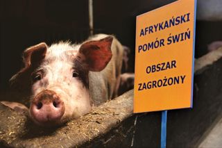 Muszą wybić prawie 7,5 tysiąca świń. W Zachodniopomorskiem wykryto ognisko ASF