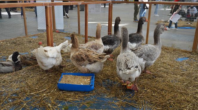 ZOOPARK w Lublinie. „Postawiliśmy na polski las. Chcemy promować nasze zwierzątka”