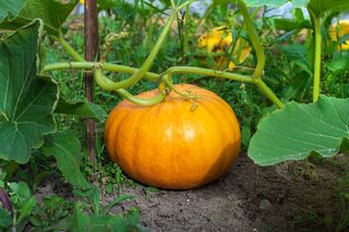 Dynia zwyczajna  - Cucurbita pepo