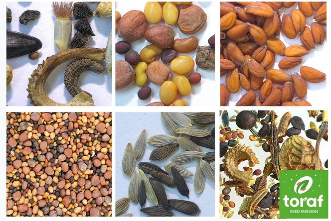 Nasiona, które polecą w kosmos