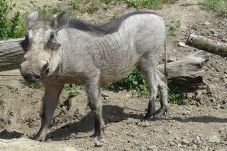 Co za słodziak! Para guźców z ZOO w Zamościu doczekała się pierwszego potomka [GALERIA] 