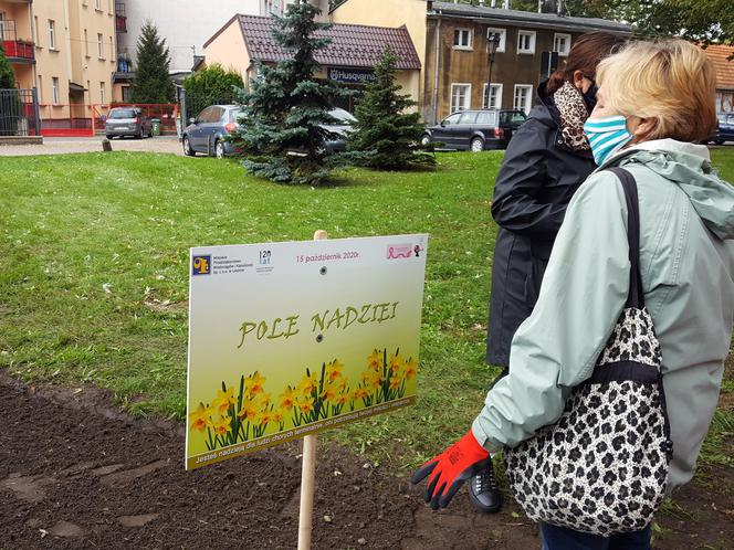 Ponad 2 tysiące żonkili posadzono na Polu Nadziei w Lesznie