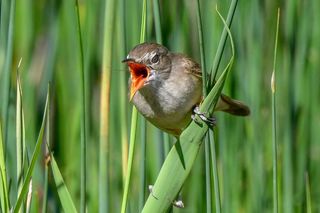 Ptasi raj niedaleko Łodzi. Rezerwat Jeziorsko to jedna z najbardziej niedocenianych atrakcji w regionie