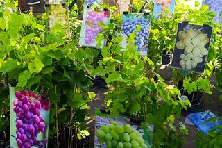 50. edycja kiermaszu Pamiętajcie o ogrodach