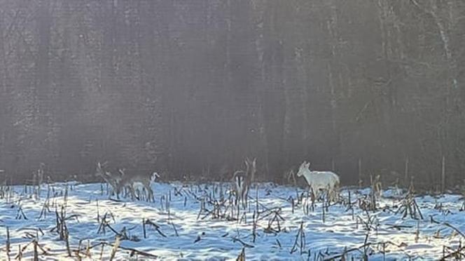 Patronus Harry'ego Pottera widziany w polskim lesie? Zrobili ZDJĘCIA niezwykłemu zwierzęciu!