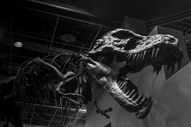 Wystawa dinozaurów przy Mełgiewskiej potrwa do końca czerwca