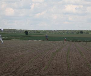 Żurawie zjadły mi kukurydzę