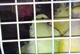 Kraków: Ukrainka zafarbowała gołębie i zarabiała na zdjęciach przy Smoczej Jamie [ZDJĘCIA]