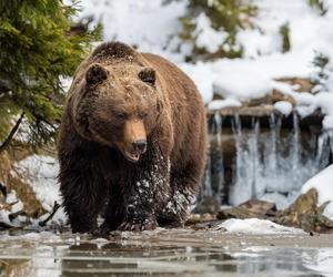 Ciepła aura w Tatrach wybudziła niedźwiedzie z zimowego snu. Czy to dla nich bezpieczne?