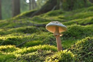 Czas na wiosenne grzybobranie. Te grzyby spotkasz w lesie w sezonie letnim. Czas na zbiory! [ZDJĘCIA]