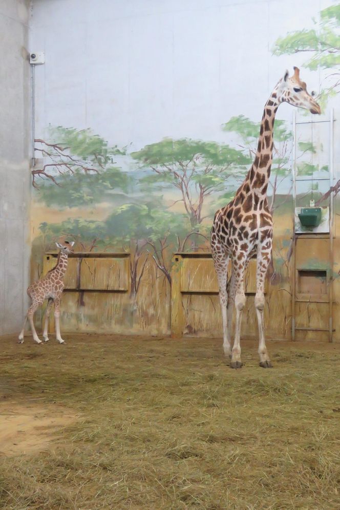 Żyrafka w zamojskim zoo