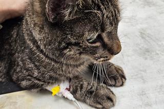 Uratował koty z pożaru, sam walczy o życie 