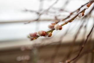 Jak ciąć wierzbę sachalińską? [Porada eksperta]