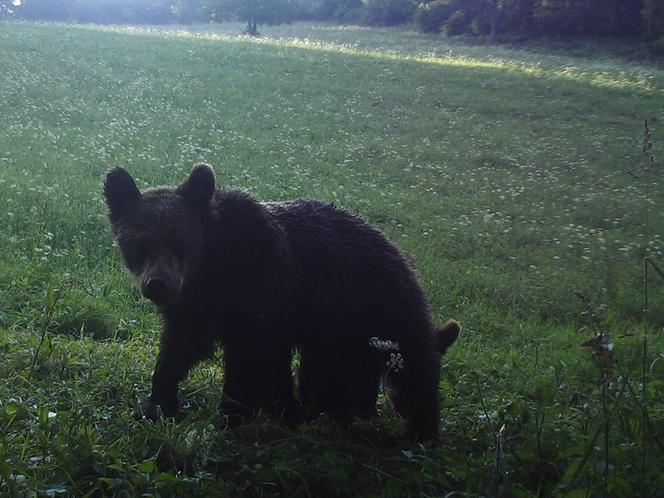 Bieszczady. Misie na wakacjach