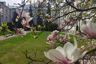 To już na pewno wiosna! Na KUL-u kwitną magnolie i… prace remontowe