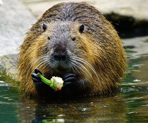 Nutrie w Rybniku jednak przeżyją?