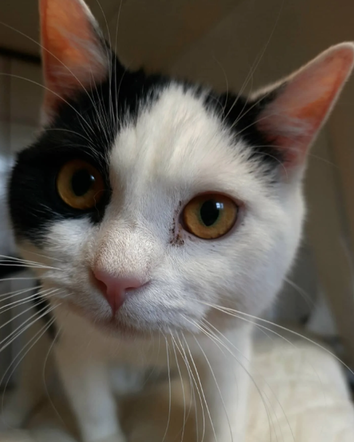 Kot do adopcji w zielonogórskim schronisku