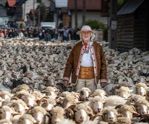 Redyk jesienny. Atrakcja turystyczna, która co roku przyciąga tysiące turystów [ZDJĘCIA]