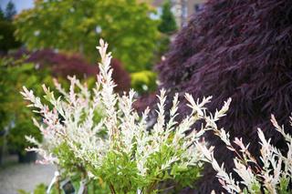 Wierzba całolistna 'Hakuro-nishiki' - Salix integra 'Hakuro-nishiki'