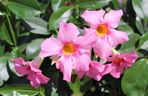Dipladenia