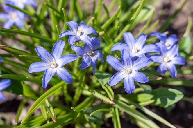 Śnieżnik sardeński (Chionodoxa sardensis)