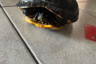 Żółw na drodze niedaleko Wschowy. Policja szuka właściciela