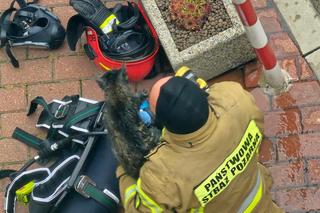 Bohaterscy strażacy weszli w ogień, żeby ratować kota. Mieszkańcy mieli łzy w oczach