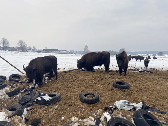 Żubry wyjadają nam jedzenie