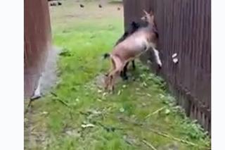 Przemyśl. Kozy okradają łosię Tobi [GALERIA]