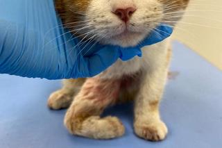 Tragedia kota Jerrego