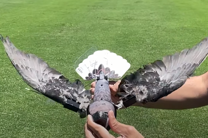Naukowiec przerabia martwe ptaki na drony. Mamy tak wiele pytań